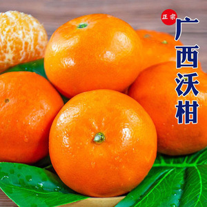 正宗广西沃柑超甜多汁橘子当季新鲜水果批发薄皮桔子现摘现发甜柑